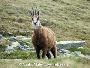 Kárpáti zerge (Rupicapra rupicapra carpatica)