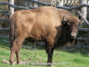 Európai bölény Hátszegen Európai bölény Hátszegen