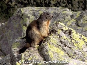 Havasi mormota (Marmota marmota)