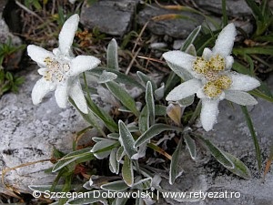 Havasi gyopár (Leontopodium nivale)