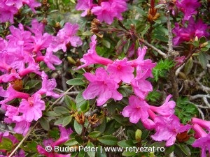 Erdélyi havasszépe (Rhododendron kotschyi)