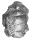 Kallokibotium hátpáncél